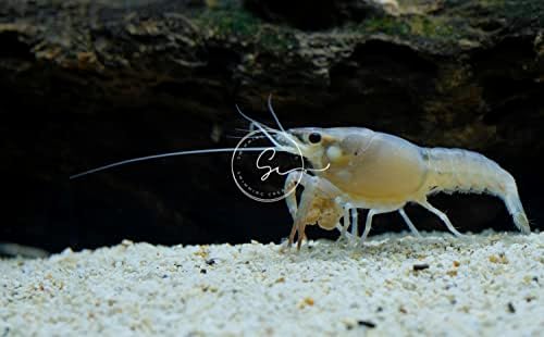 Plutajuća stvorenja živi Slatkovodni rakovi za akvarij ili spremnike-Bijela