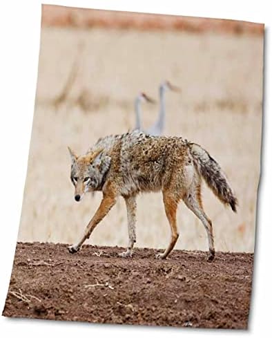 3Drose New Mexico, Socorro, Coyote Wildlife - US32 LDI0018 - Larry Ditto - ručnici