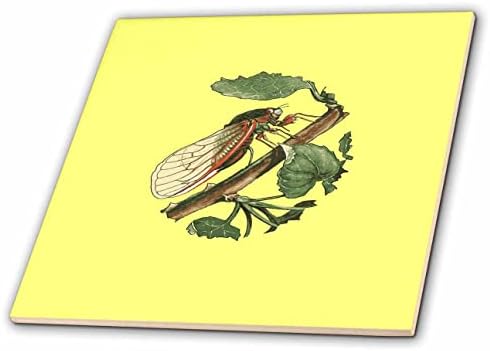 3-ilustracija-Cicada-ilustracija Cicade s crnim konturnim uzorkom - pločica
