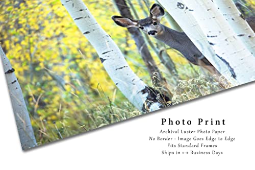 Fotografija divljih životinja Print Slika mule jelena koja se skrivala iza stabala Aspen na jesenski dan u Maroon Bells Colorado Animal