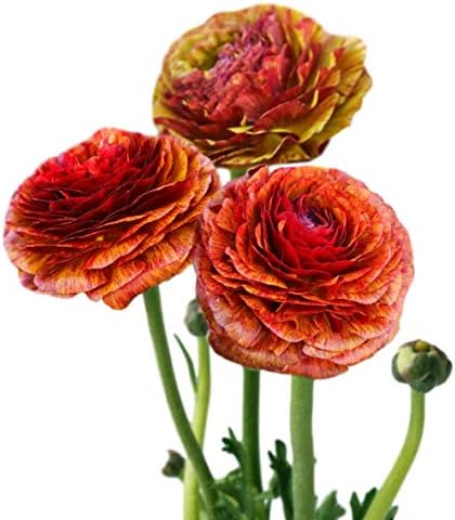 Ranunculus asiaticus tecolote 'Rainbow Mix' Perzijski cvjetne žarulje - Cvjetovi miješanih boja, profesionalno uzgojeni za vrtlarstvo