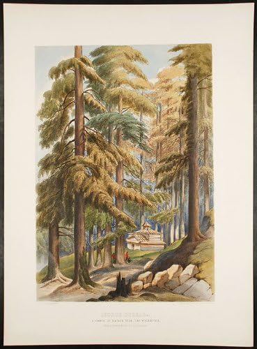 Cedar deodara, gaj u Naharu pored vodopada, s crteža pokojne dame Canning