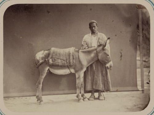 Beskonačne fotografije fotografija: Srednja Azija, magarac, sedlo za pakiranje, prijevoz, C1865